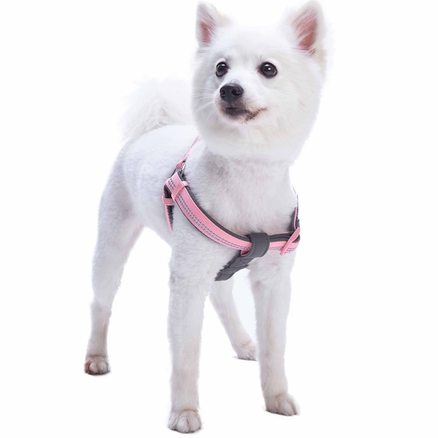 Reflective Hues of Spring 3M Reflective Neoprene Padded Dog Harness