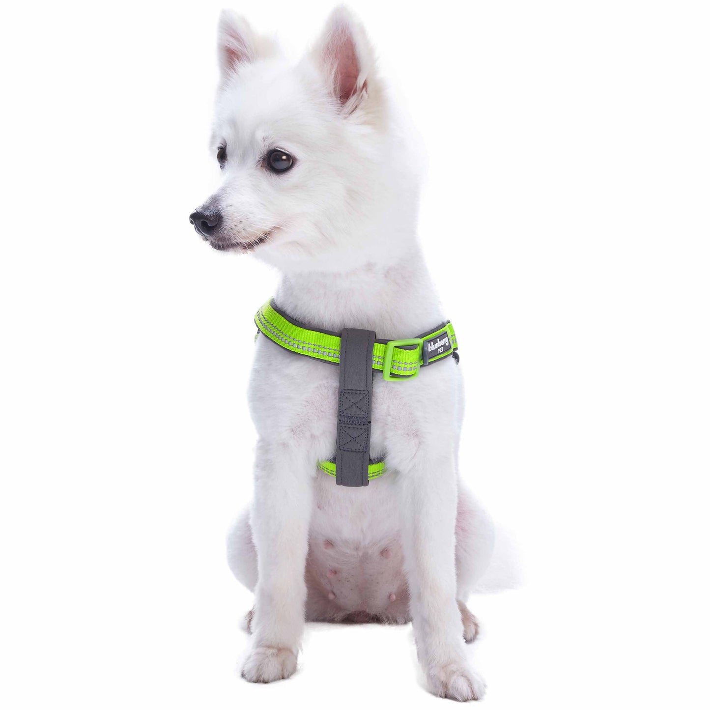 Reflective Hues of Spring 3M Reflective Neoprene Padded Dog Harness