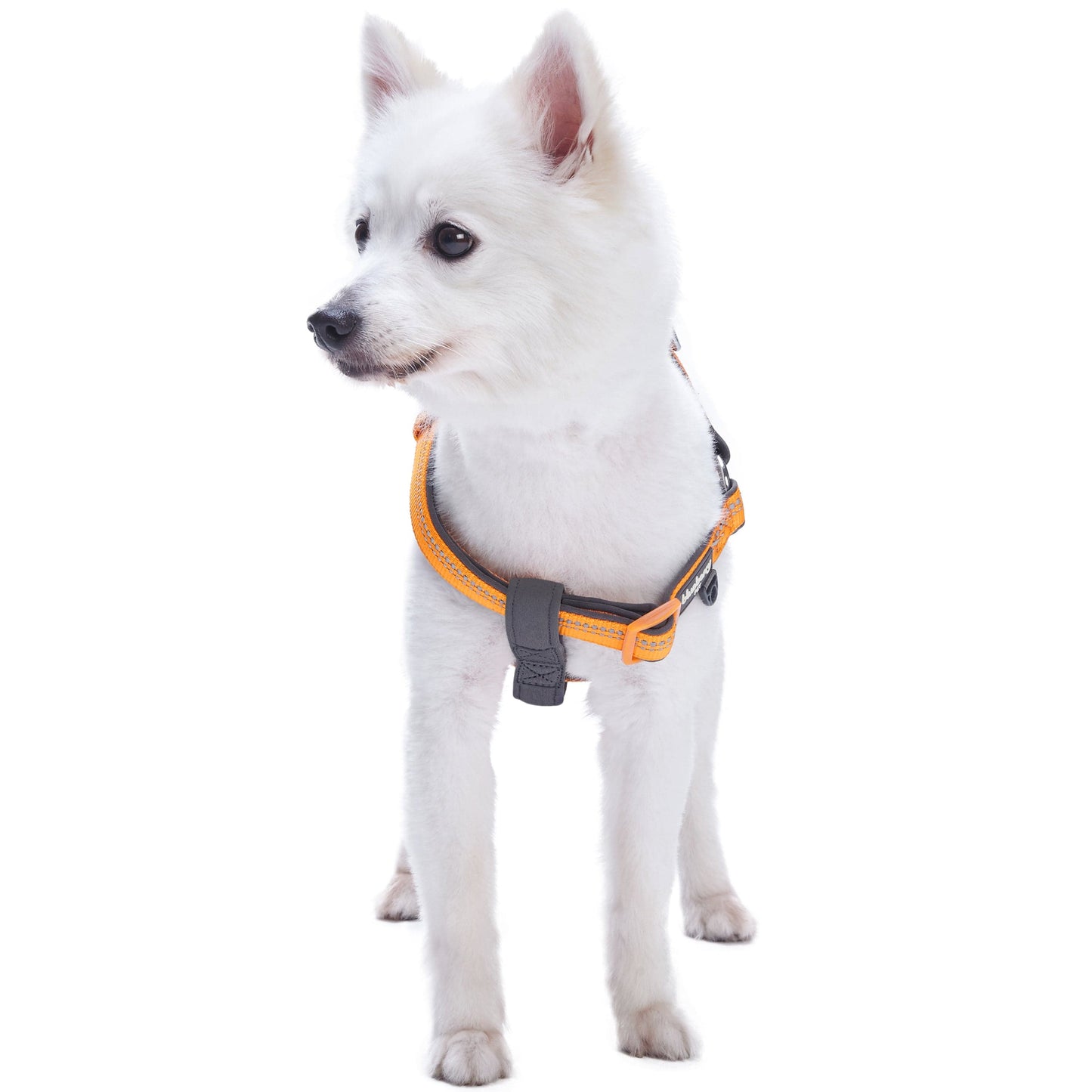 Reflective Hues of Spring 3M Reflective Neoprene Padded Dog Harness