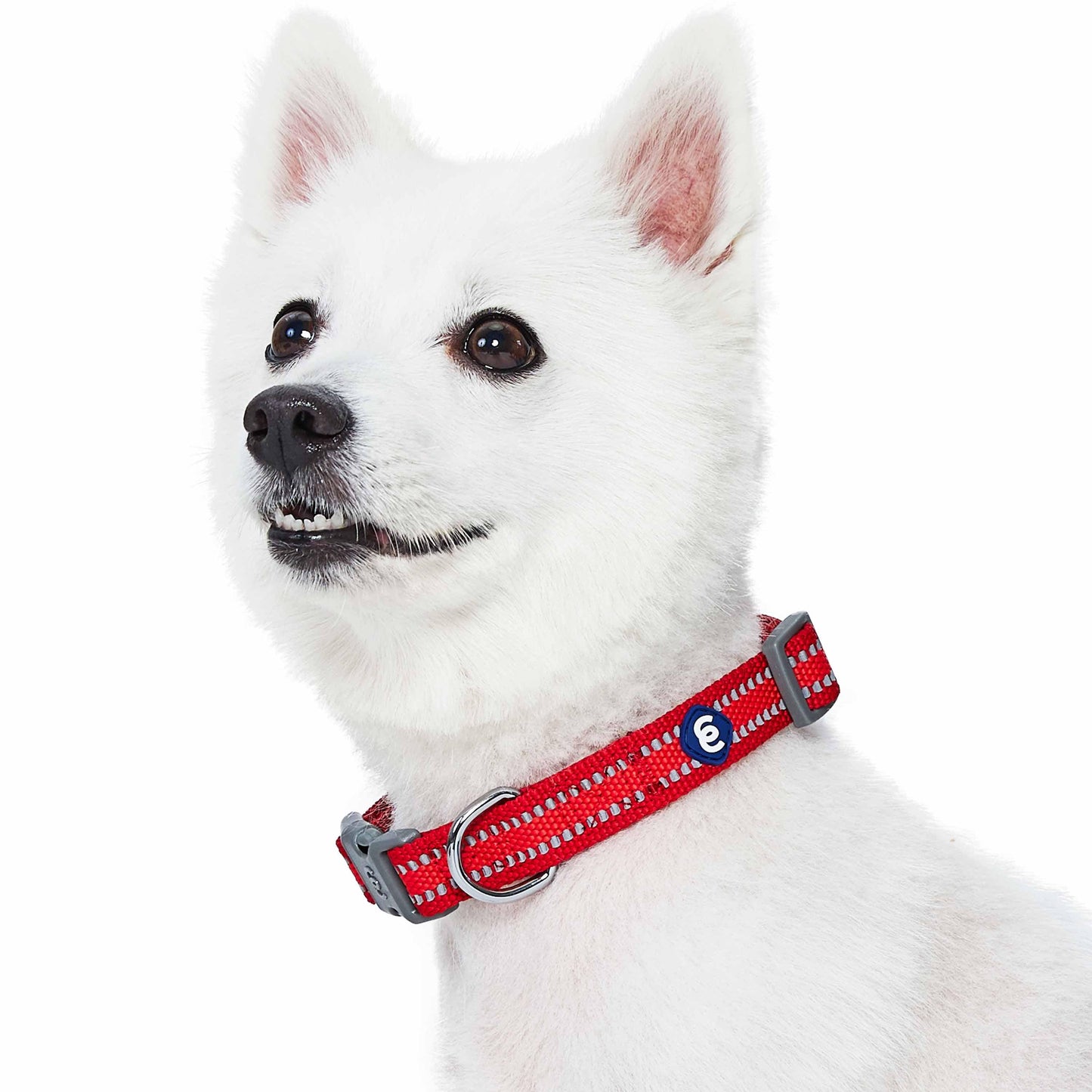 Back to Basics Reflective Dog Collar