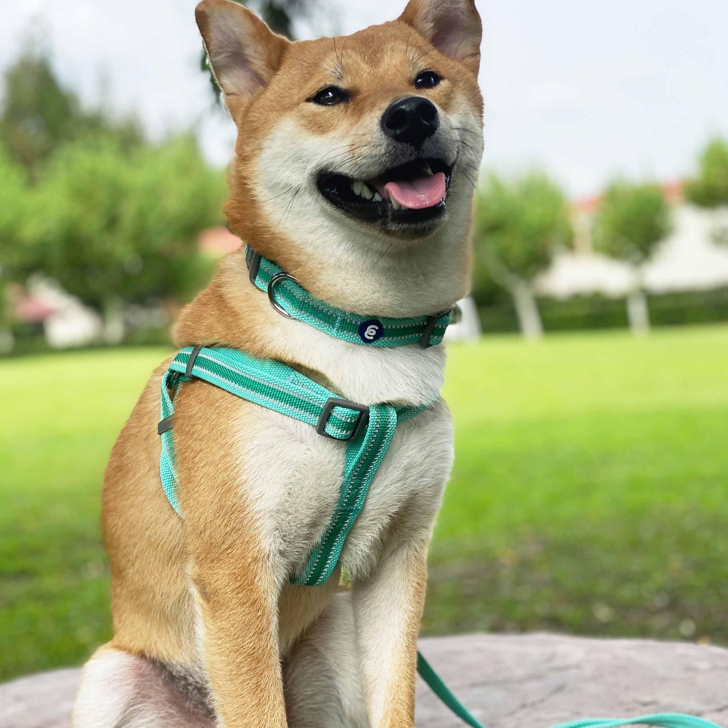 Back to Basics Reflective Step-in Dog Harness