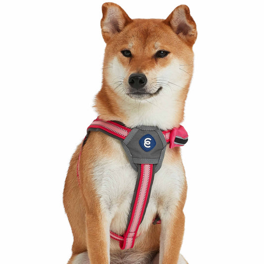 Back to Basics Reflective Dog Harness with Treat Pocket