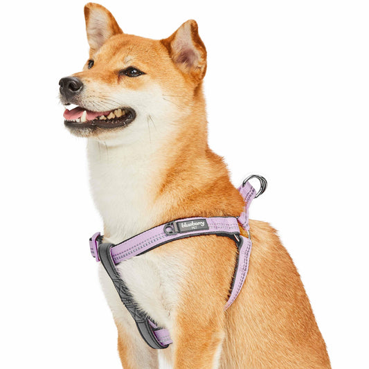 Reflective Hues of Spring 3M Reflective Neoprene Padded Dog Harness