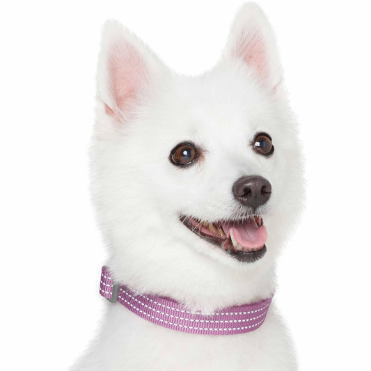 Better Basics Reflective Dog Collar