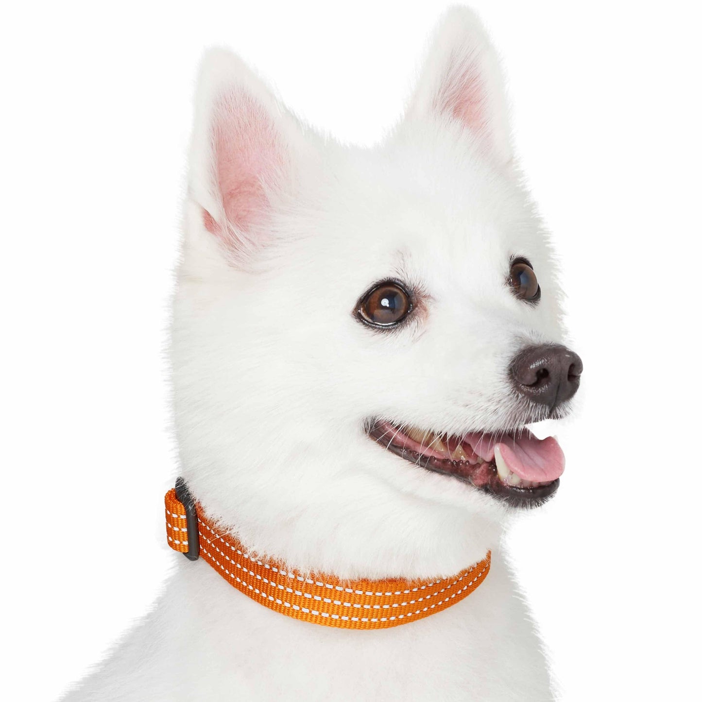 Better Basics Reflective Dog Collar