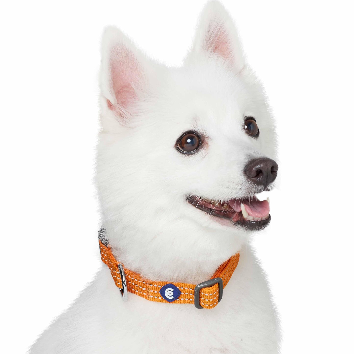 Better Basics Reflective Dog Collar
