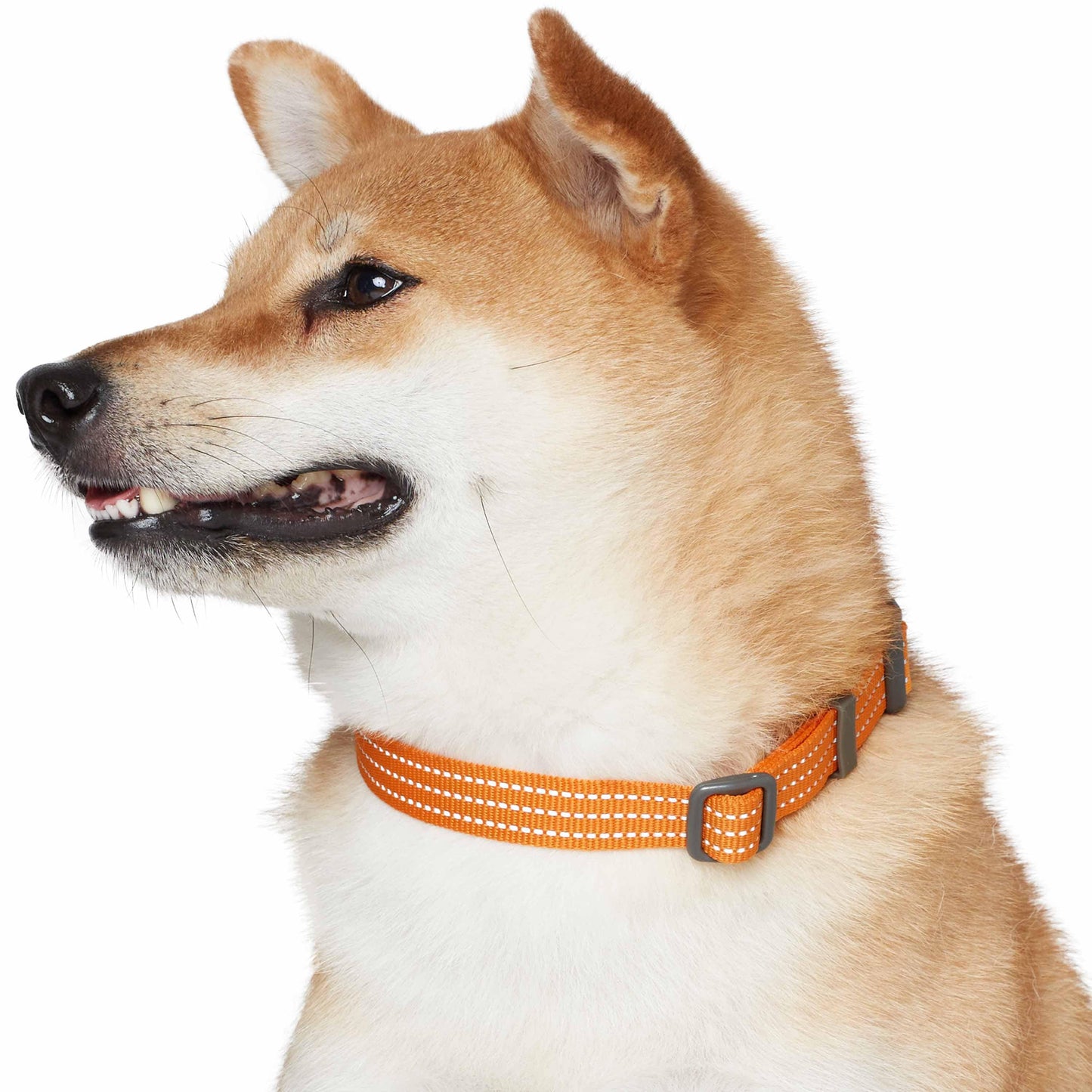 Better Basics Reflective Dog Collar